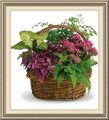 Harts Florist And Gifts, 834 S Van Dyke Rd, Bad Axe, MI 48413, (989)_269-9569